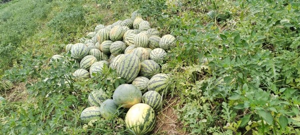 驰鼎物业 爱心助农丨 “瓜”分幸福，送您夏日清凉！